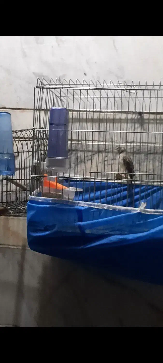 یاسمین طوسی نر و ماده پلاک پا|پرنده|شیراز, کوشک میدان|دیوار