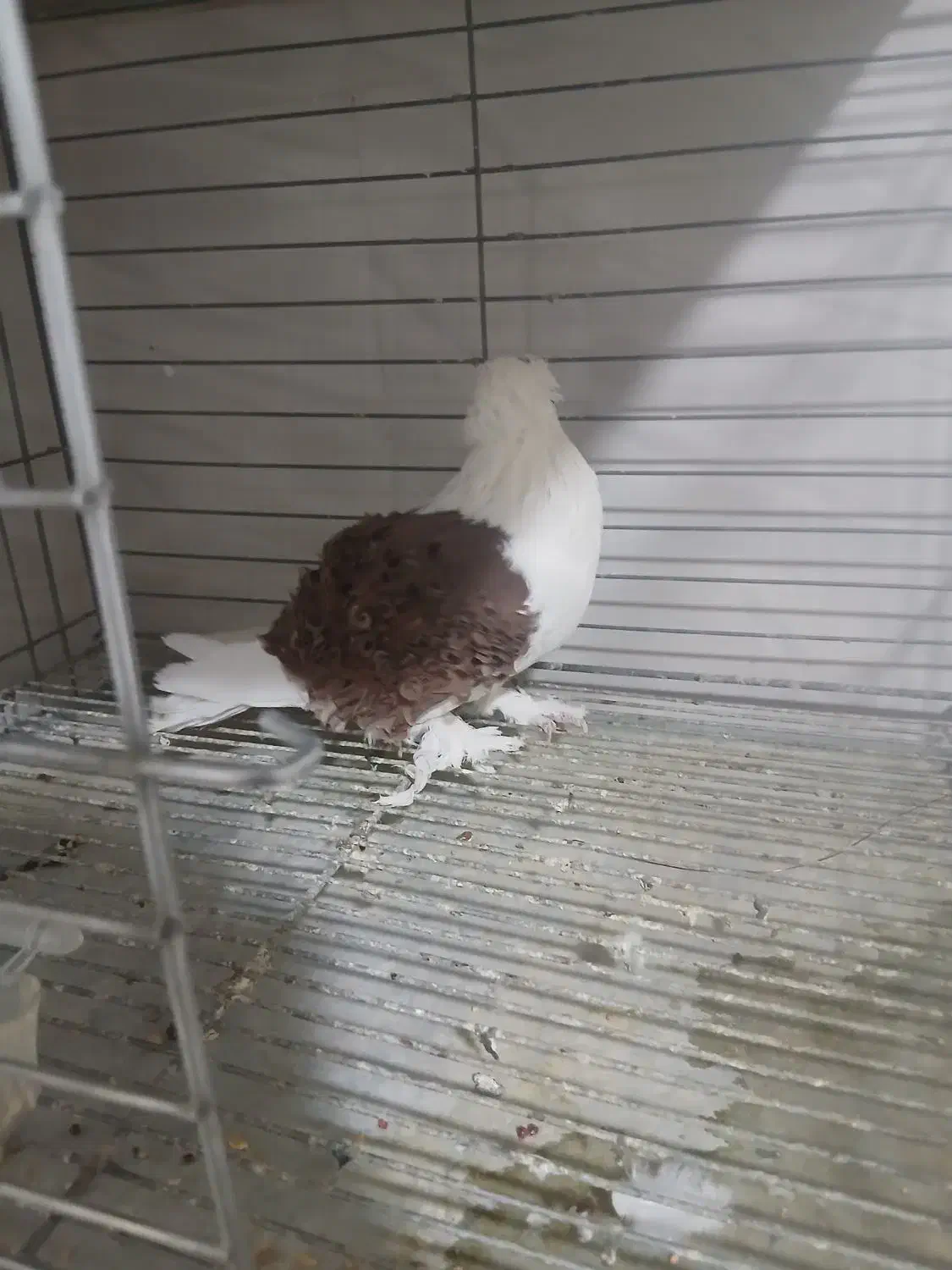 نره جکسون|پرنده|بافق, |دیوار