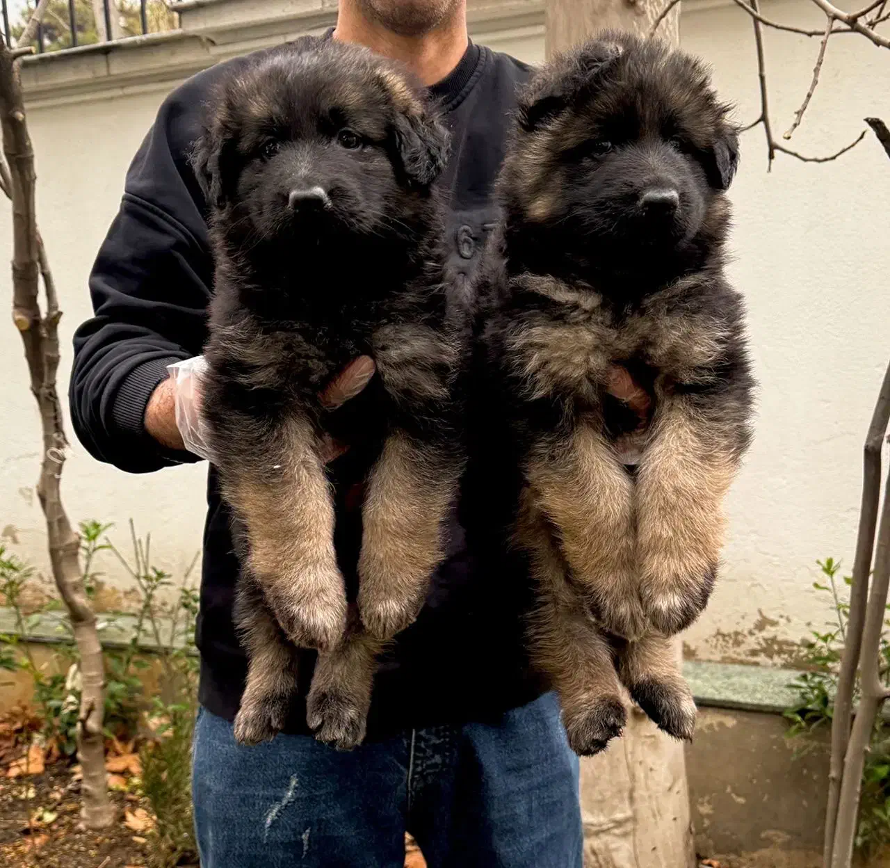 سگ ژرمن شپرد شولاین|سگ|تهران, درکه|دیوار