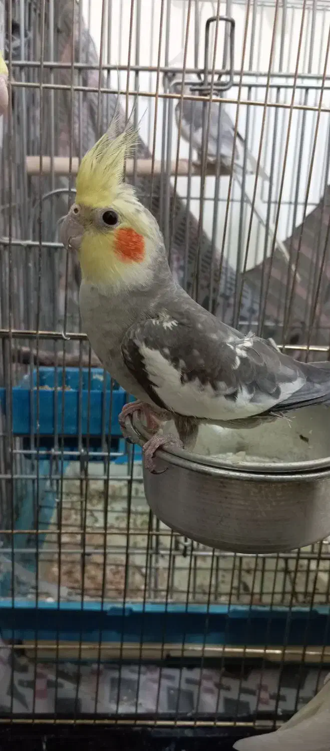 عروس هلندی مولد یا یه جوجه|پرنده|هرسین, |دیوار