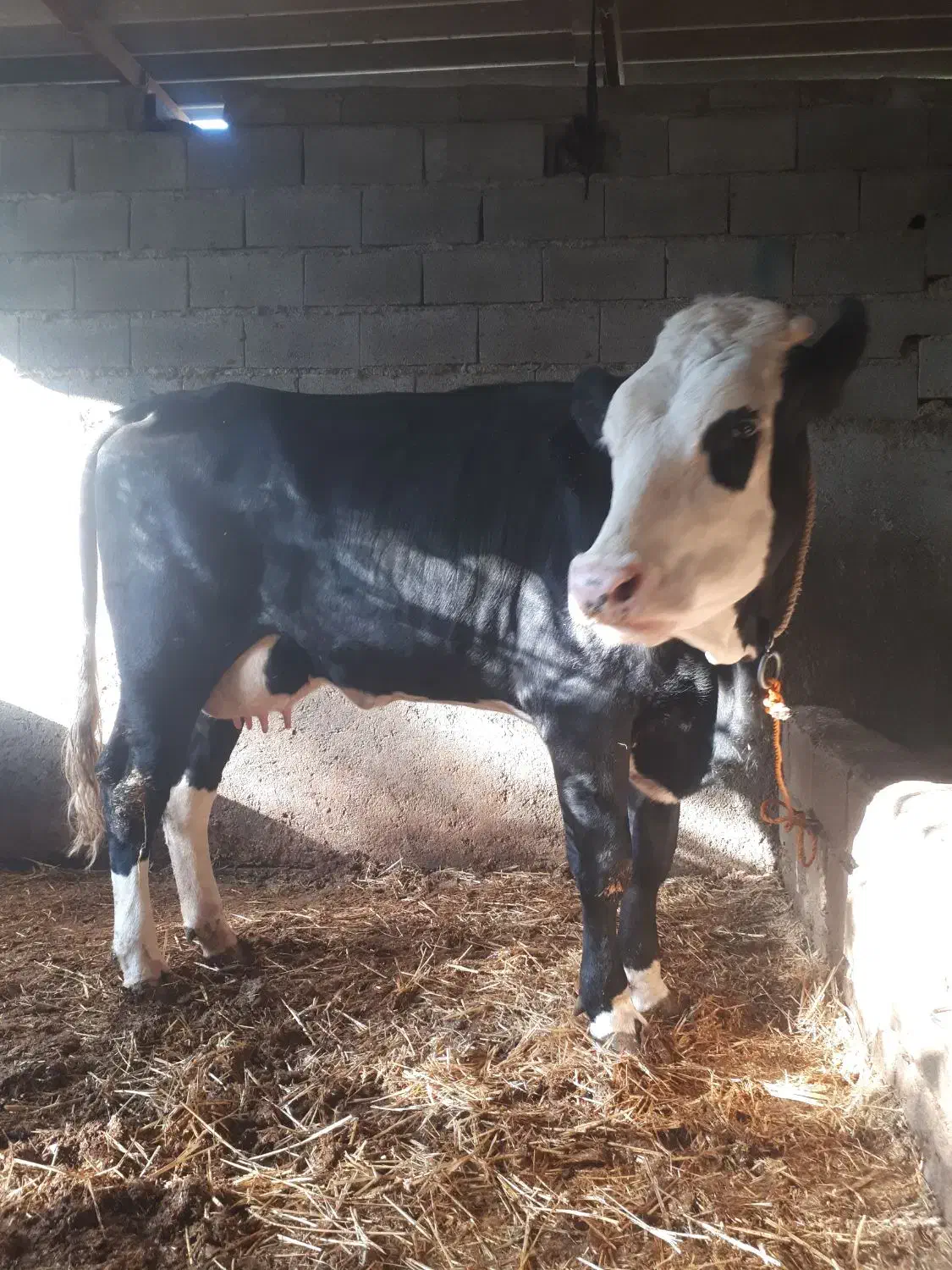 گاو گوساله دار|حیوانات مزرعه|رامیان, |دیوار