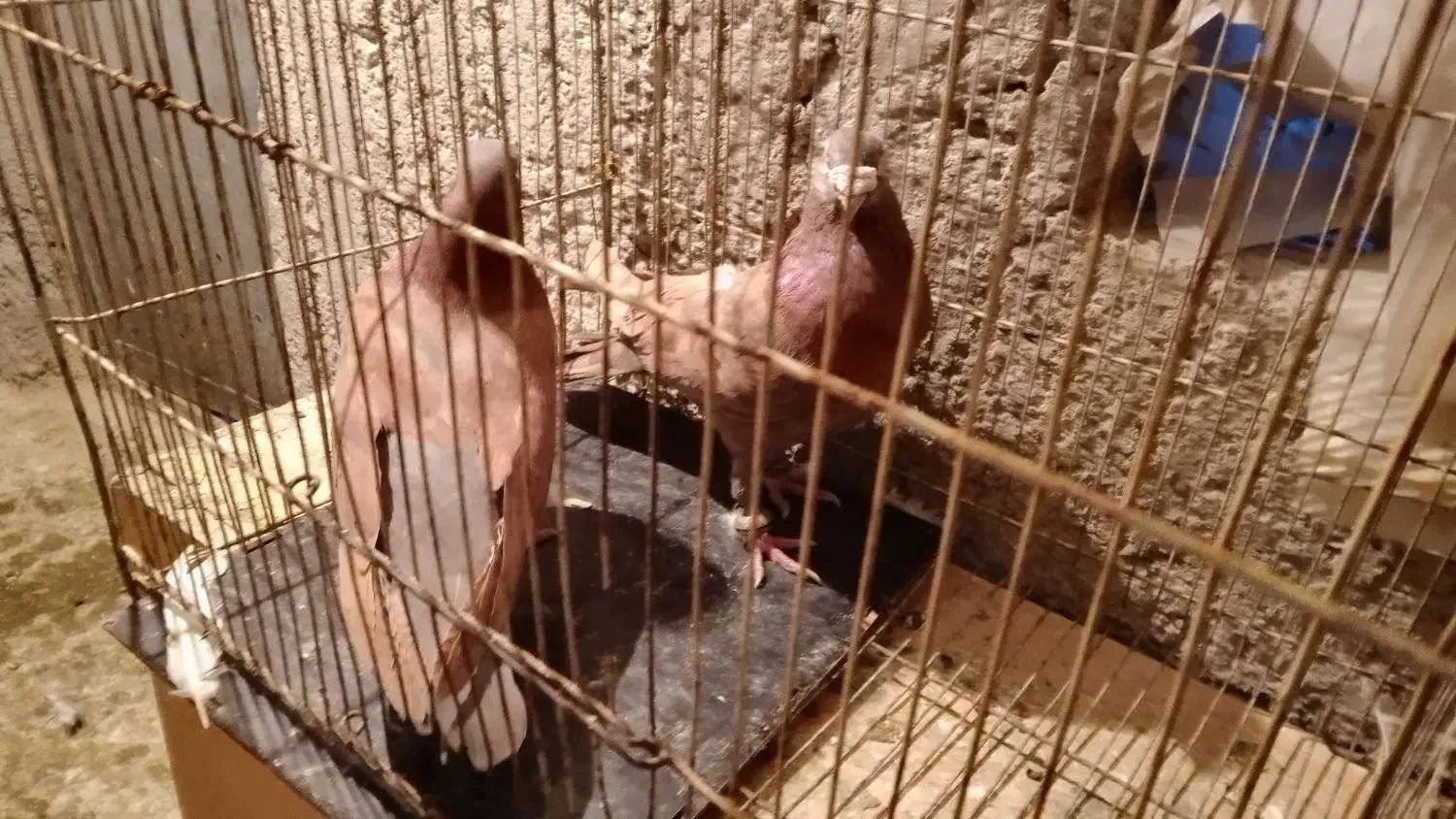 کبوتر شهرستانی آلمانی پلاکی سرور پلنگ|پرنده|بومهن, |دیوار