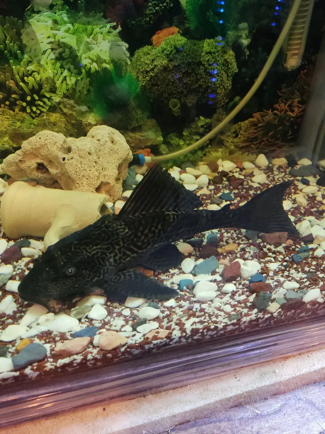 لجنجوار بزرگ|ماهی|دورود, |دیوار