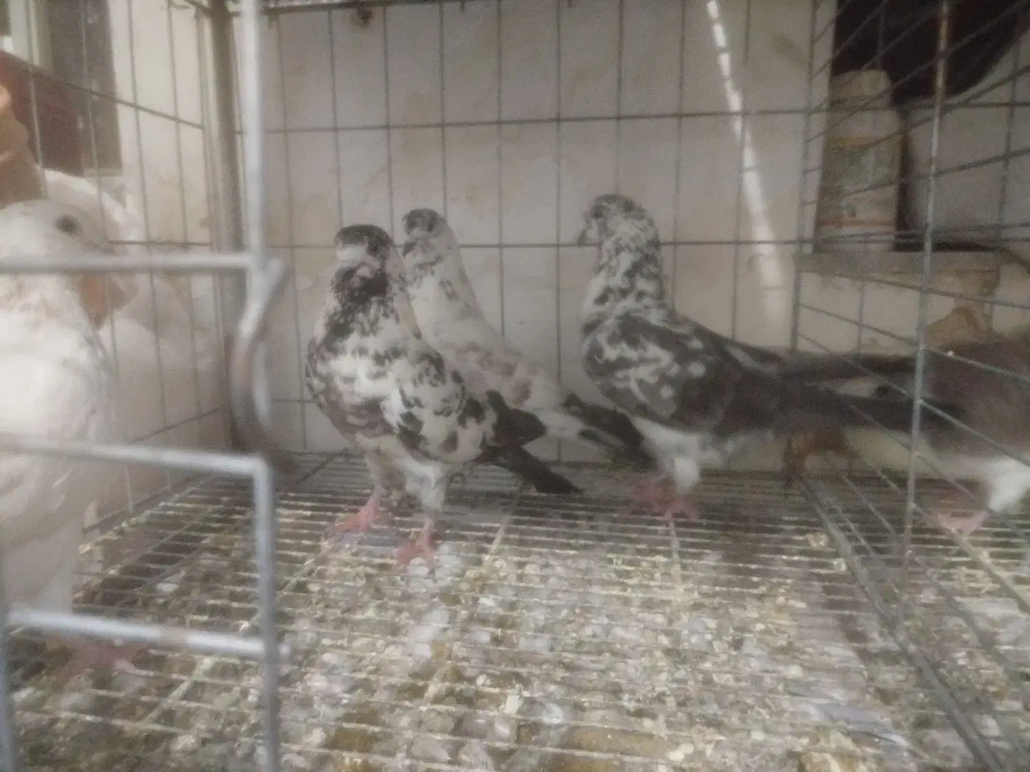 کبوتر تهرانی|پرنده|سرپل ذهاب, |دیوار