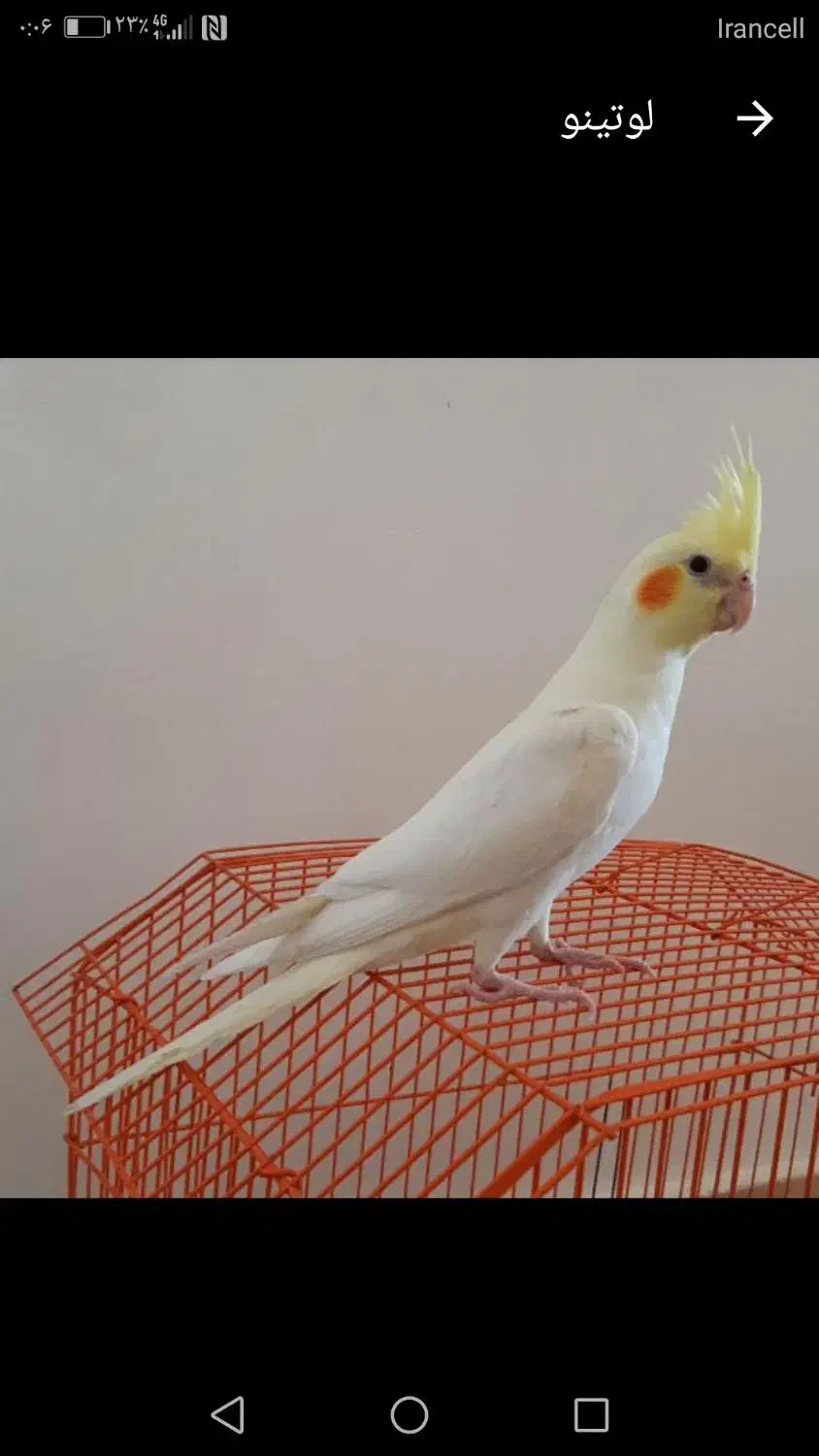 ۳۰عدد جوجه عروس هلندی|پرنده|بروجرد, |دیوار