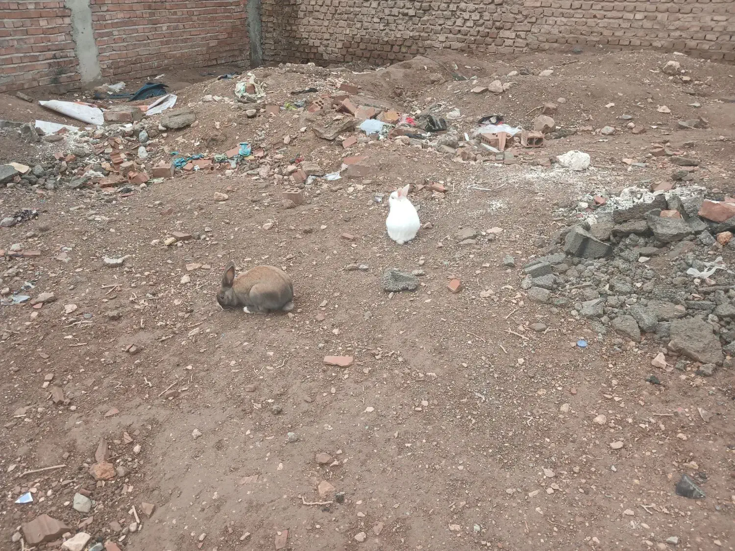 خرگوش صحرایی|موش و خرگوش|کرمان, |دیوار