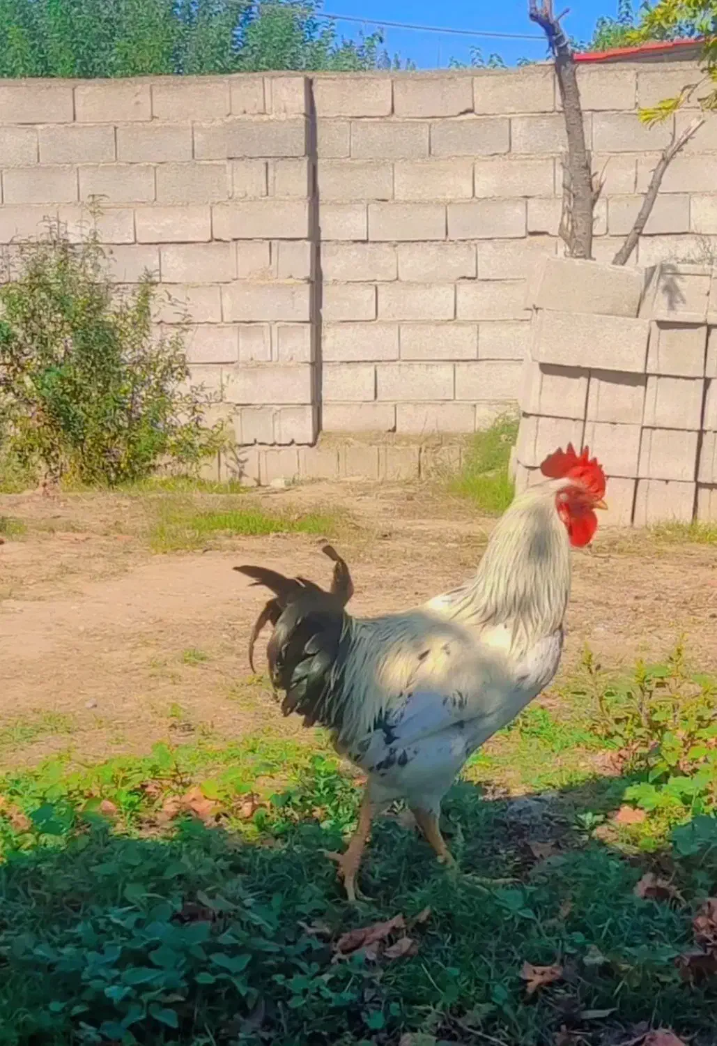 خروس|پرنده|گنبد کاووس, |دیوار