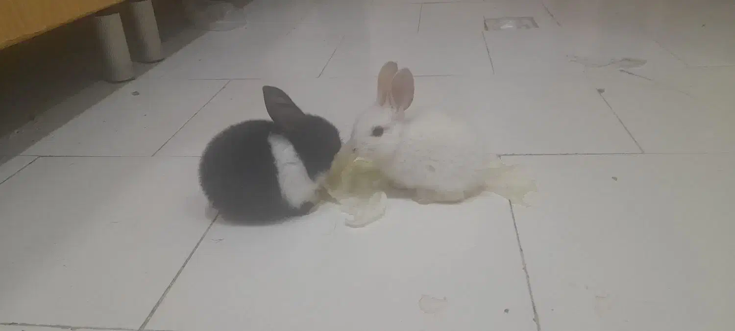 بچه خرگوش|موش و خرگوش|تهران, آهنگ|دیوار