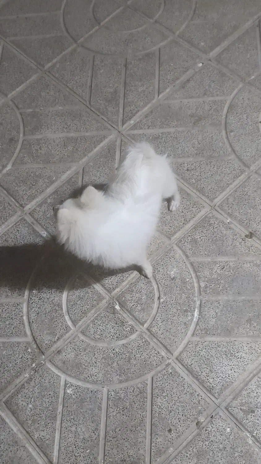 پامرین|سگ|مبارکه, |دیوار