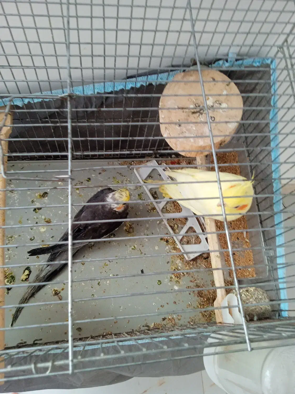 عروس هلندی|پرنده|پارس‌آباد, |دیوار