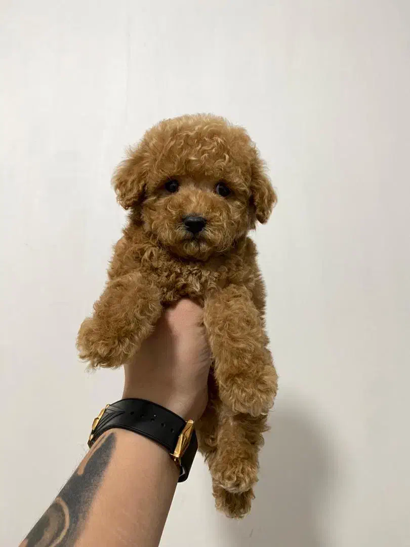 توی پودل های اصیل و خاص|سگ|گرگان, |دیوار