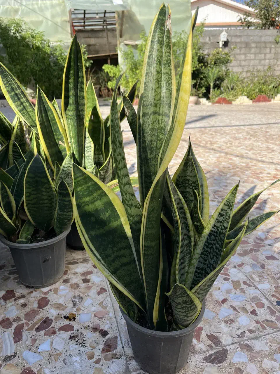 فروش گلهای آپارتمانی|گل و گیاه طبیعی|خشکبیجار, |دیوار