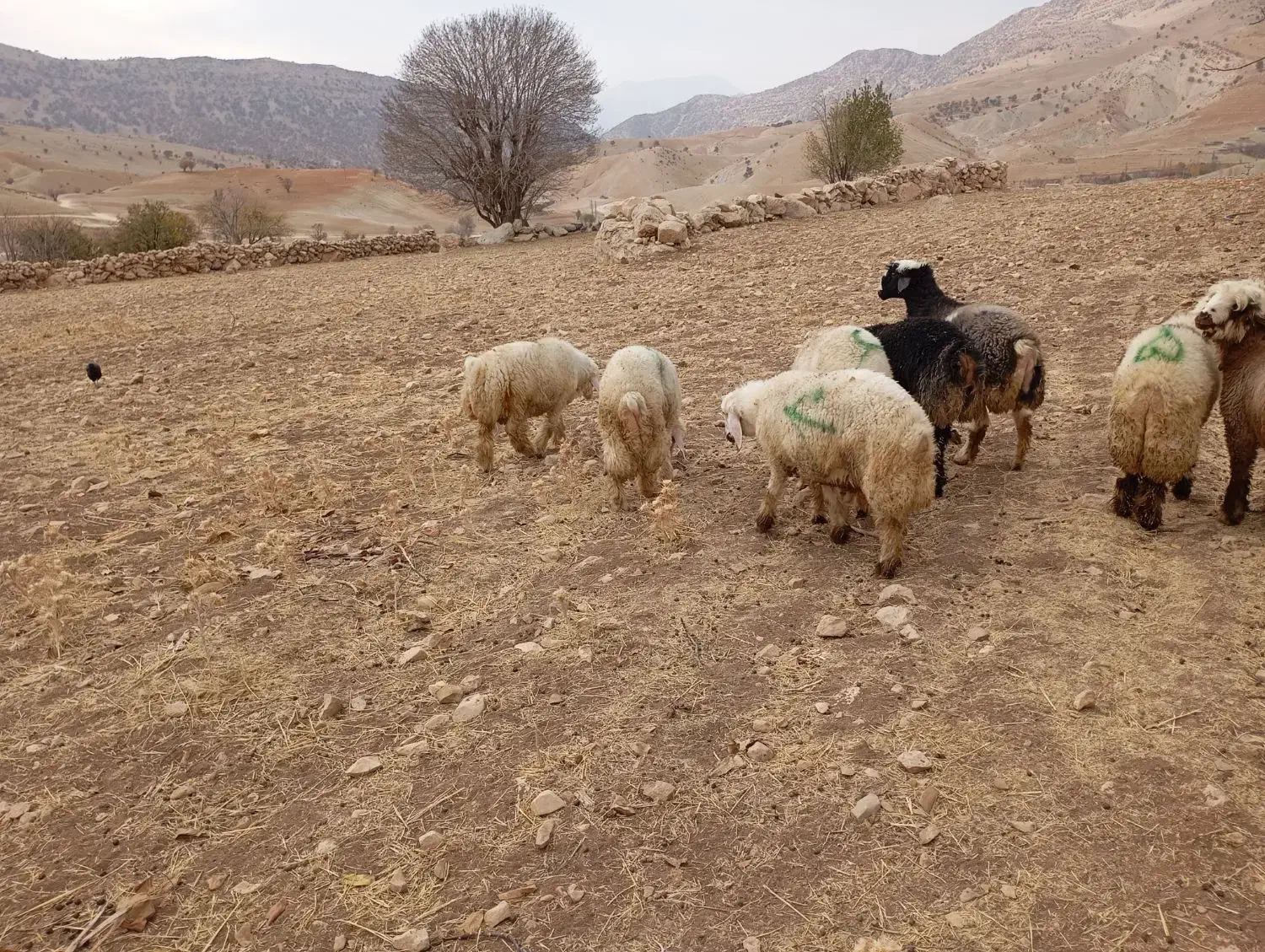 بره نر|حیوانات مزرعه|دیشموک, |دیوار