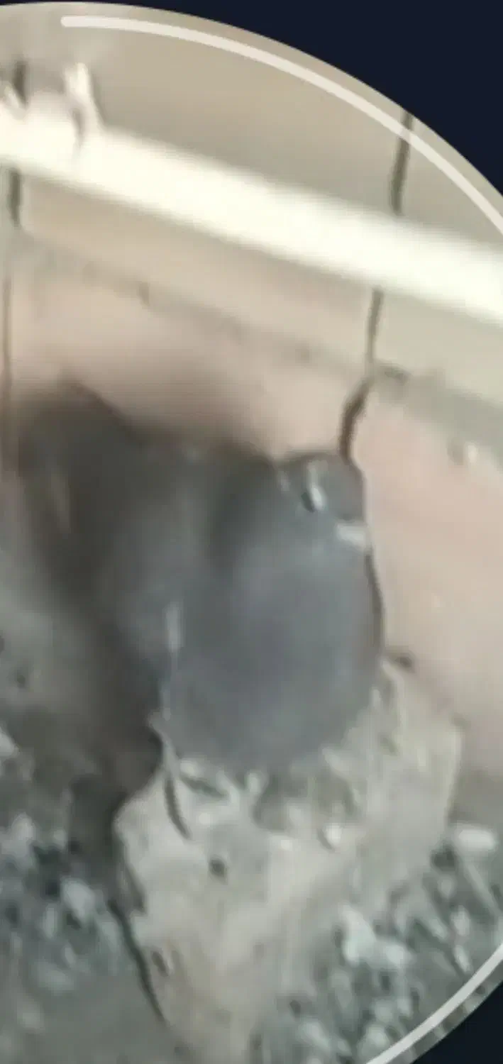 کفتر گمشده عکس آگهی فیک|حیوانات|قم, شهر قائم|دیوار