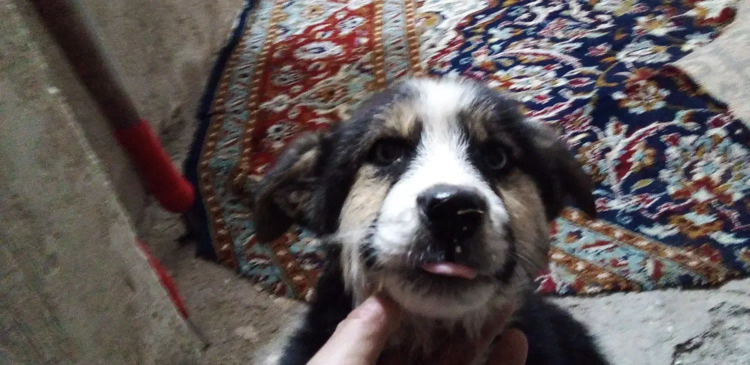 فروش سگ محلی توله دو ماهه نژاد هاکسی چشم یخی با س|سگ|سراجو, |دیوار