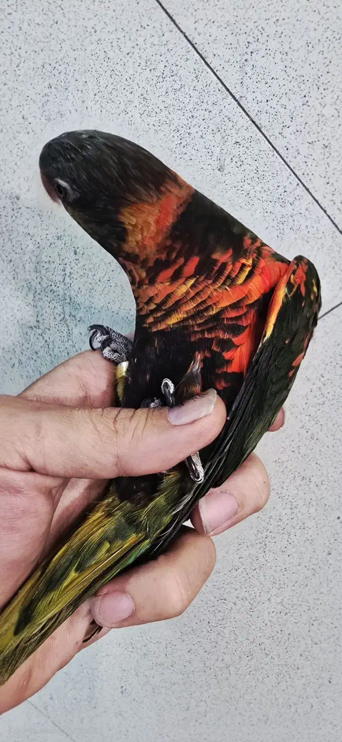 بورس طوطی لوری لوریکیت ایران|پرنده|تهران, دردشت|دیوار