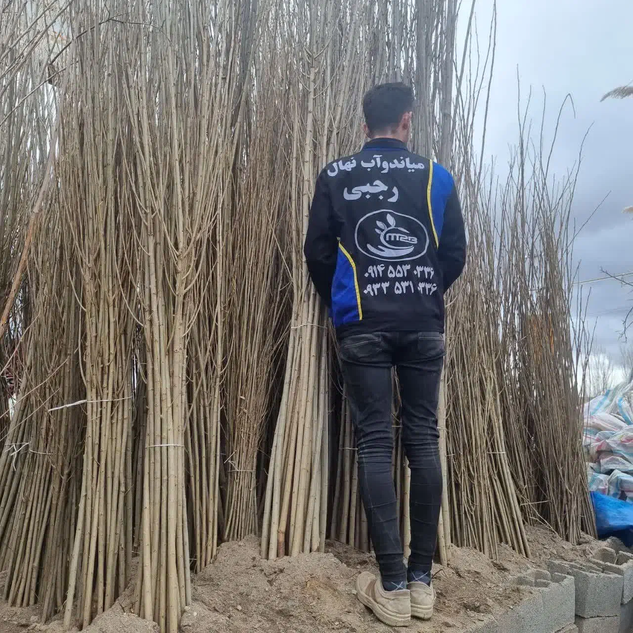 فروش نهال صنوبر سپیدار|خدمات باغبانی و درختکاری|لیلان, |دیوار