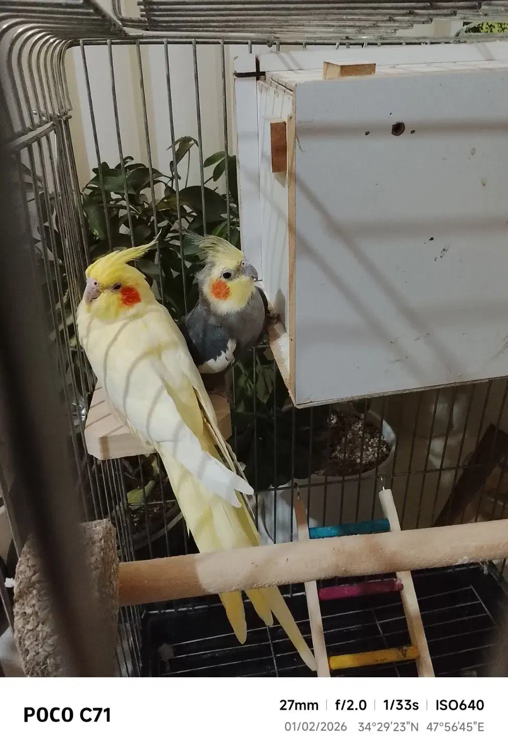 پرنده|پرنده|کنگاور, |دیوار