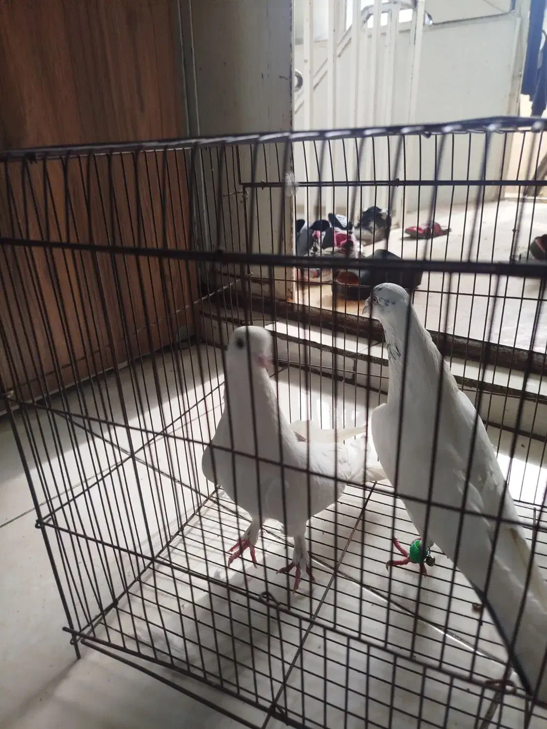 کبوتر|پرنده|شیراز, صاحب الزمان|دیوار