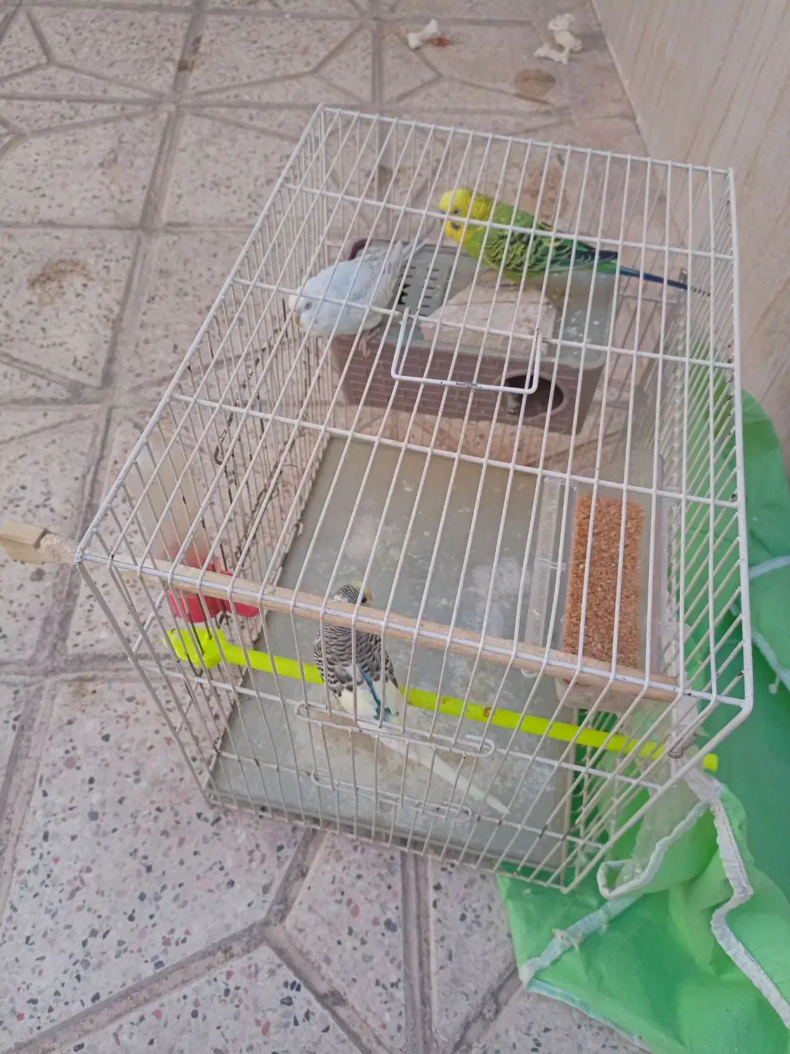 ۳عدد مرغ عشق با لوازم|پرنده|مشهد, خواجه ربیع|دیوار