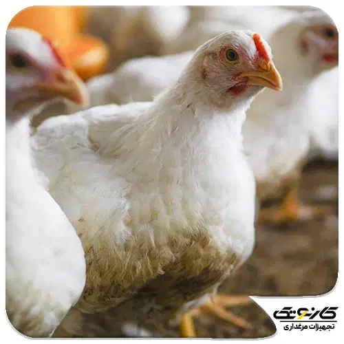 غذای سگ گربه|لوازم جانبی حیوانات|بندر گز, |دیوار