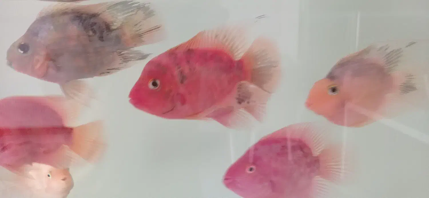 ماهی پرت|ماهی|اصفهان, شهرک کاوه|دیوار