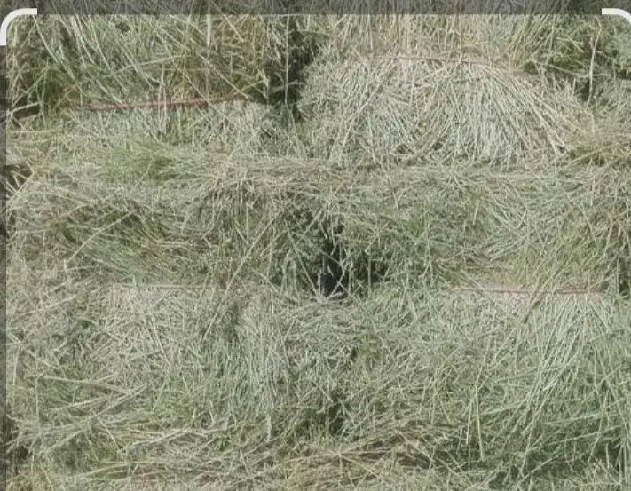 یونجه انباری خشک بدون رطوبت و بدون علف|حیوانات مزرعه|شراء, |دیوار