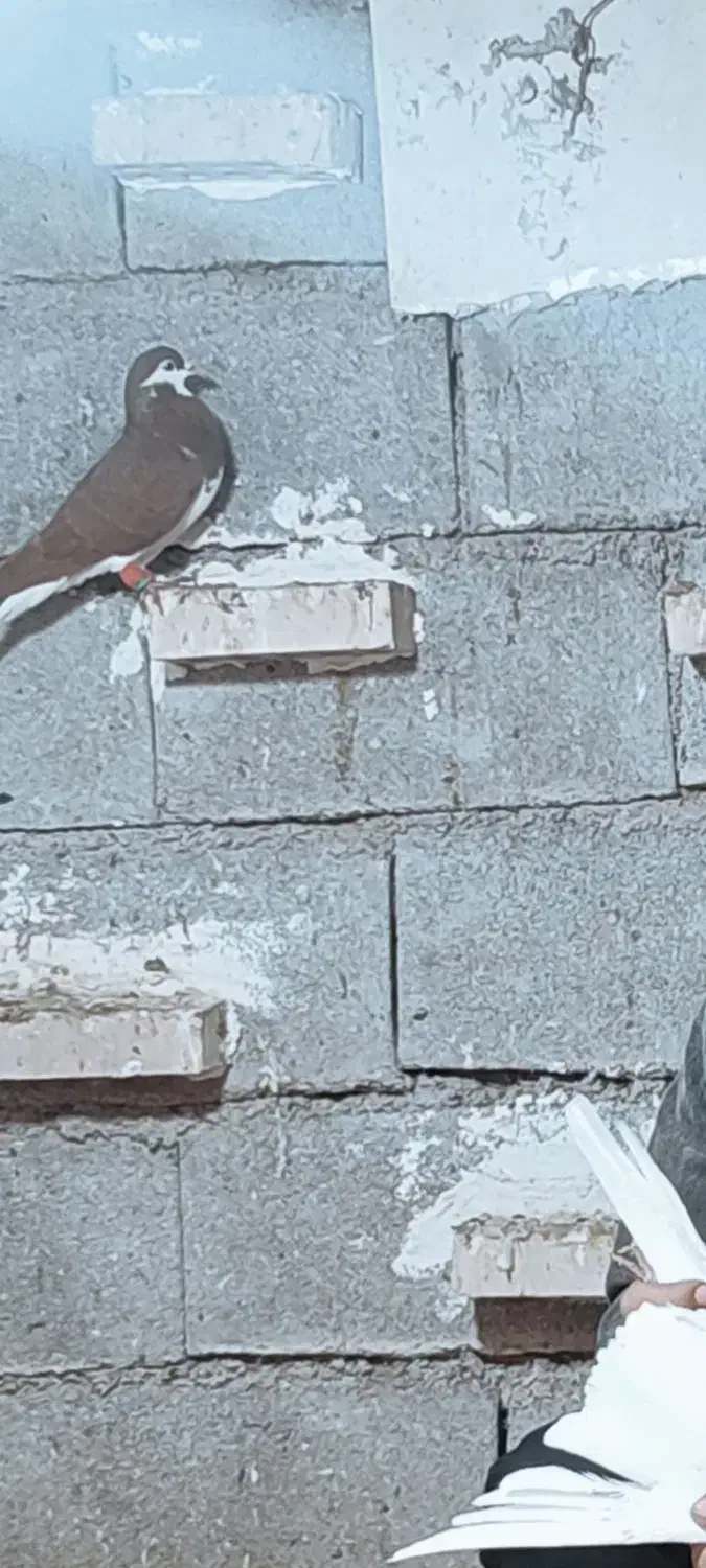 سیدی گم شده|حیوانات|شوشتر, |دیوار