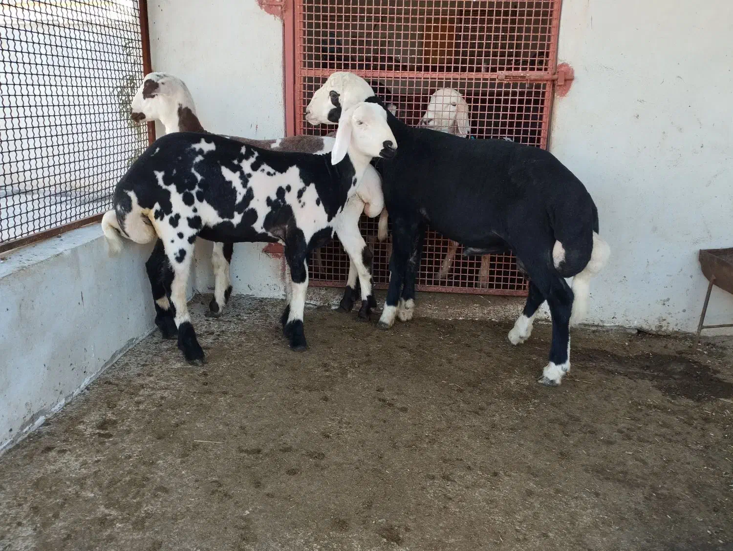 گوسفند ( ۱ عدد توقلی قوچ بره و ۲ عدد ماده زیرخاکی)|حیوانات مزرعه|سیمین شهر, |دیوار