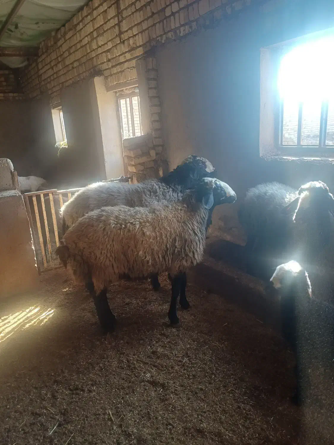 قوچ نژاد شال|حیوانات مزرعه|شال, |دیوار