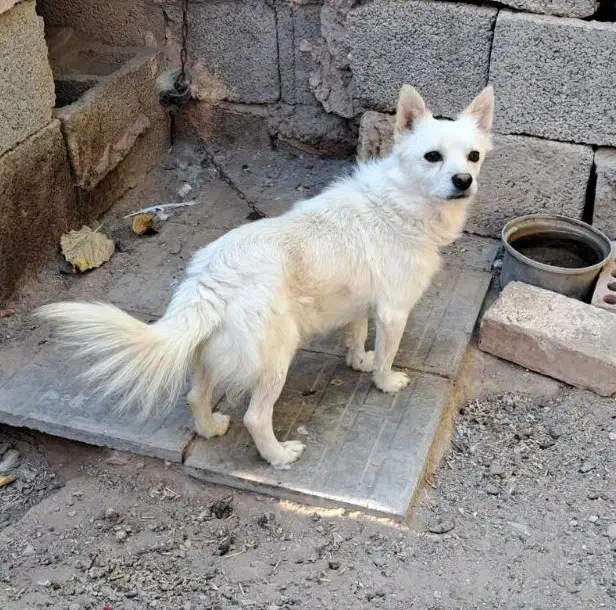 اشپیتز روباهی|سگ|کرمان, |دیوار