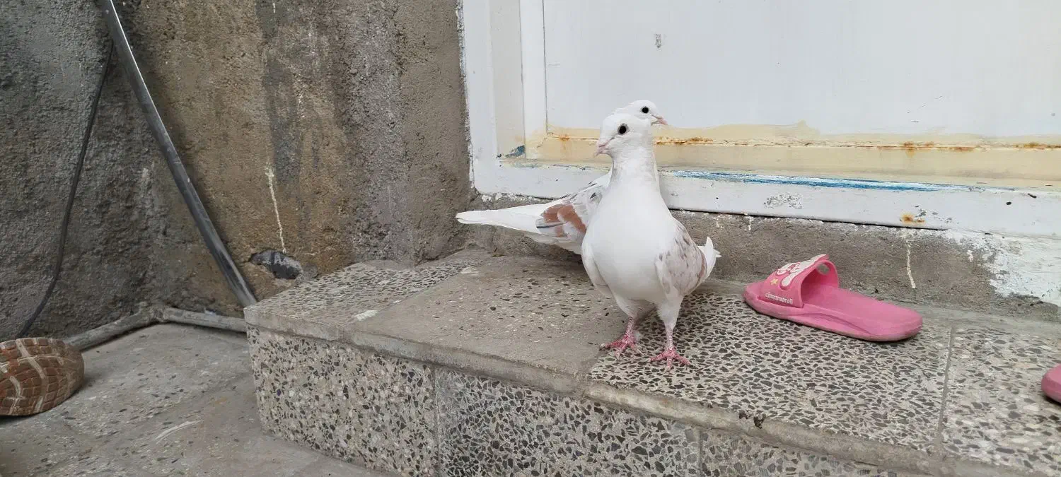 ایرپاد کبوتر خوشونه معاوضه باقناری|لوازم جانبی موبایل و تبلت|خرمآباد, |دیوار