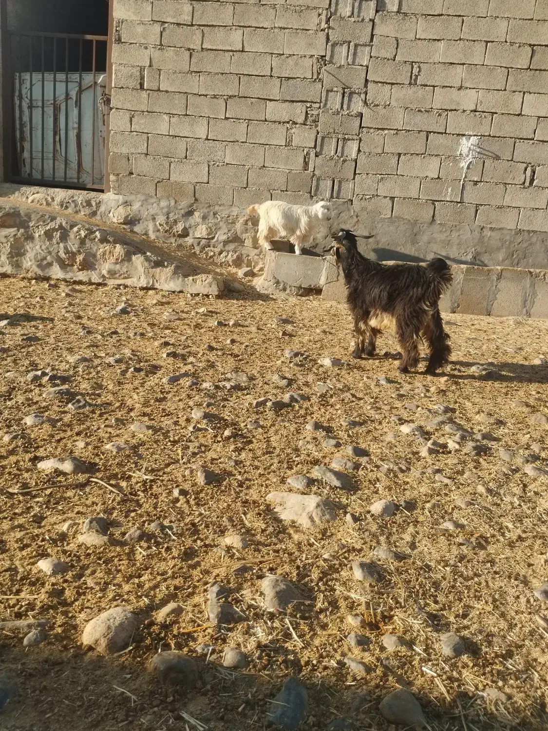 ۵راس بیگ ب فروش میرسد|حیوانات مزرعه|لالی, |دیوار