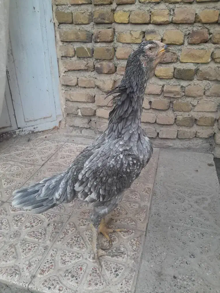 مرغ لاری نژاد اصل|حیوانات مزرعه|خوی, |دیوار