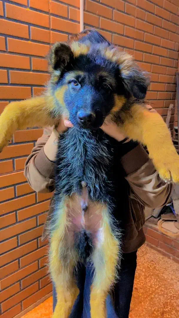 فروشی ژرمن شپر شولاین بلک فیس|سگ|صباشهر, |دیوار