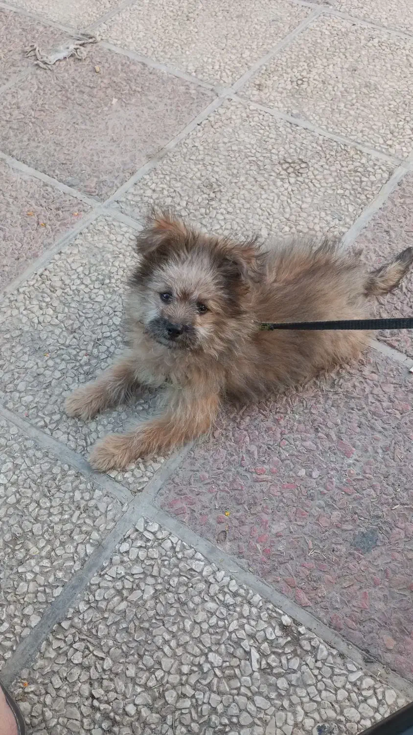 سگ خانگی|سگ|شیراز, ده پیاله|دیوار