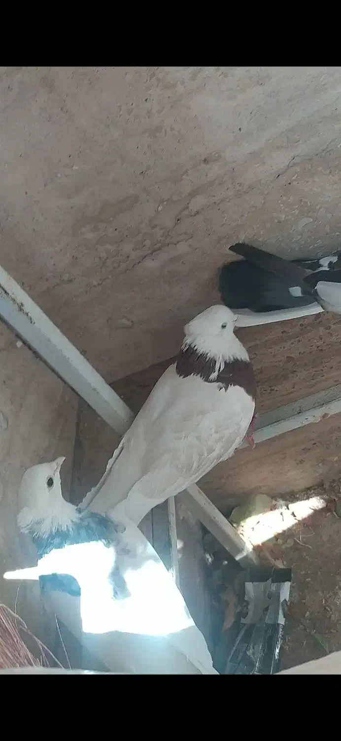 چند کبوتر گمشده|پرنده|نورآباد, |دیوار