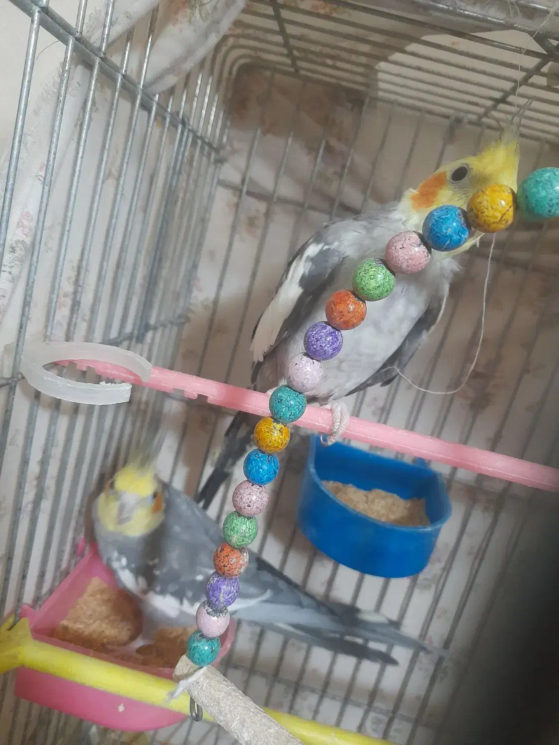 عروس هلندی|پرنده|مشهد, جاهد شهر|دیوار