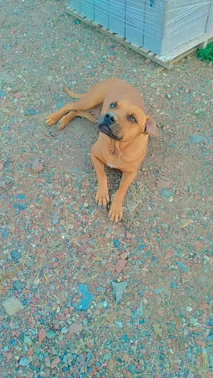 پیتبول ماده|سگ|صوفیان, |دیوار