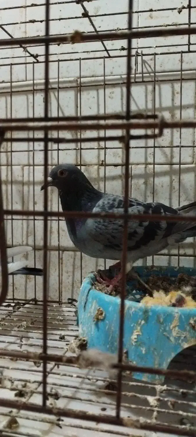 کبوترجفت پلاکی باجوجه|پرنده|کیانشهر, |دیوار