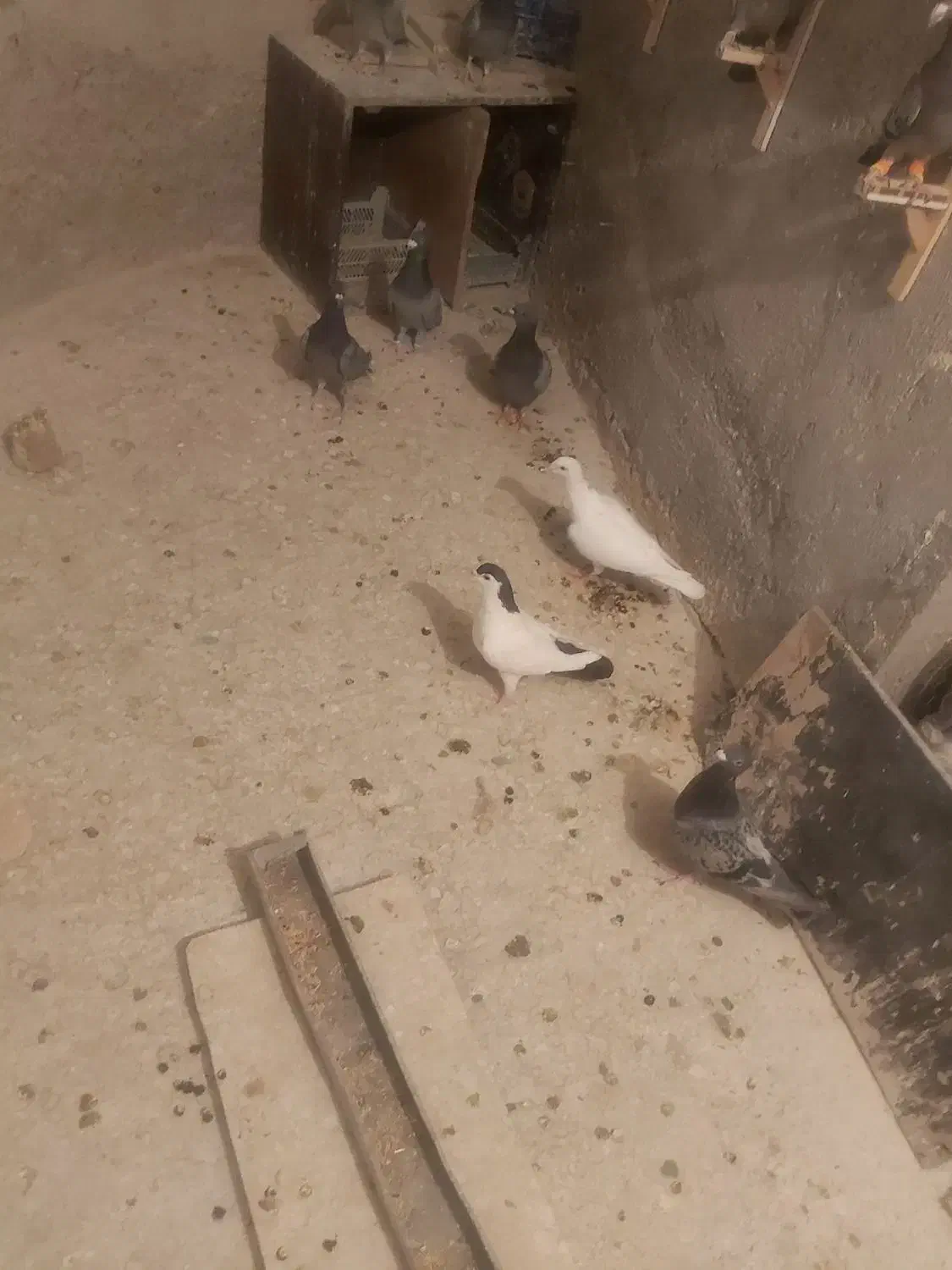 کفتر المانی فروشی پلاک دار و ساده پشت خاکستری|پرنده|طرقبه, |دیوار