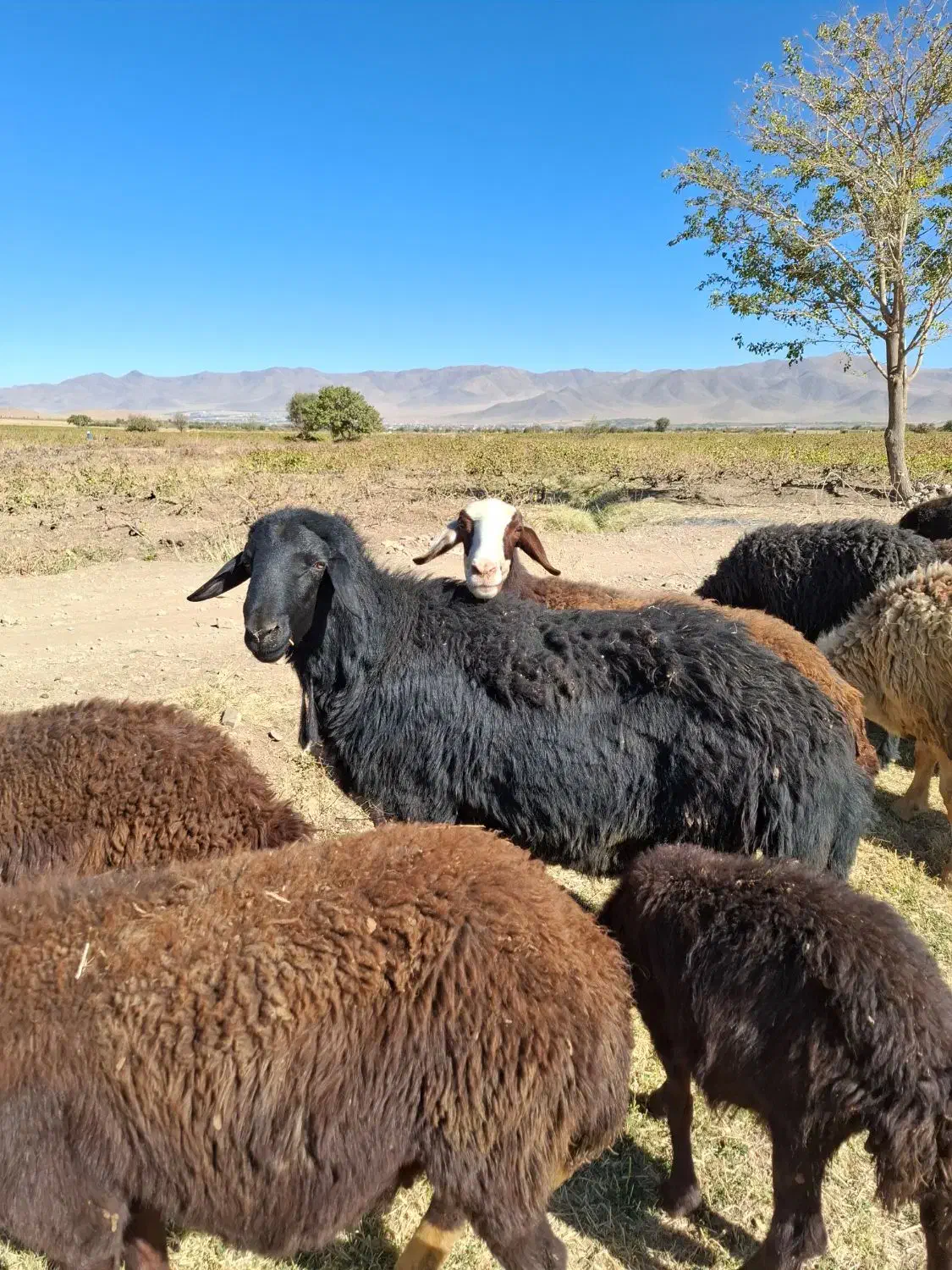قوچ|حیوانات مزرعه|قره چای, |دیوار