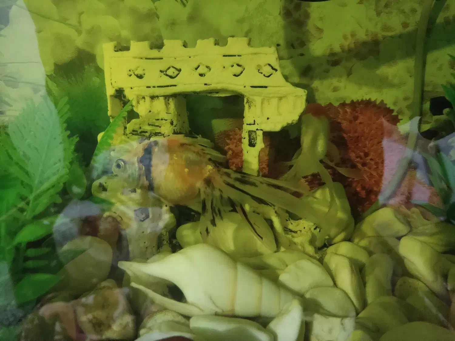 آکواریوم سایز بزرگ|ماهی|ماکو, |دیوار