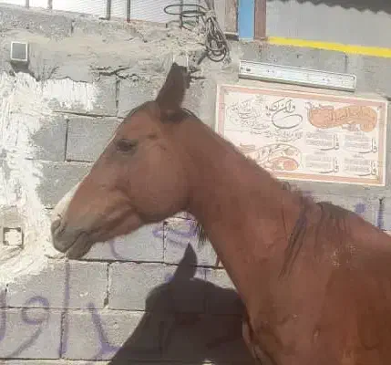 اسب مادیان عرب اصیل|اسب و تجهیزات اسبسواری|یزد, |دیوار