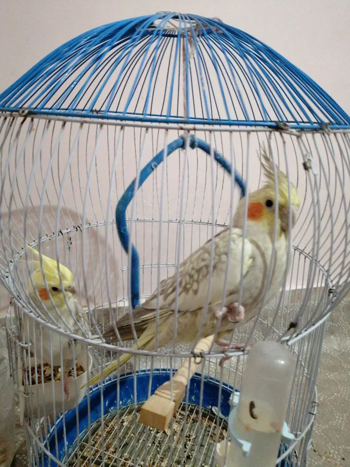 عروس هلندی زیبا|پرنده|ساوه, |دیوار