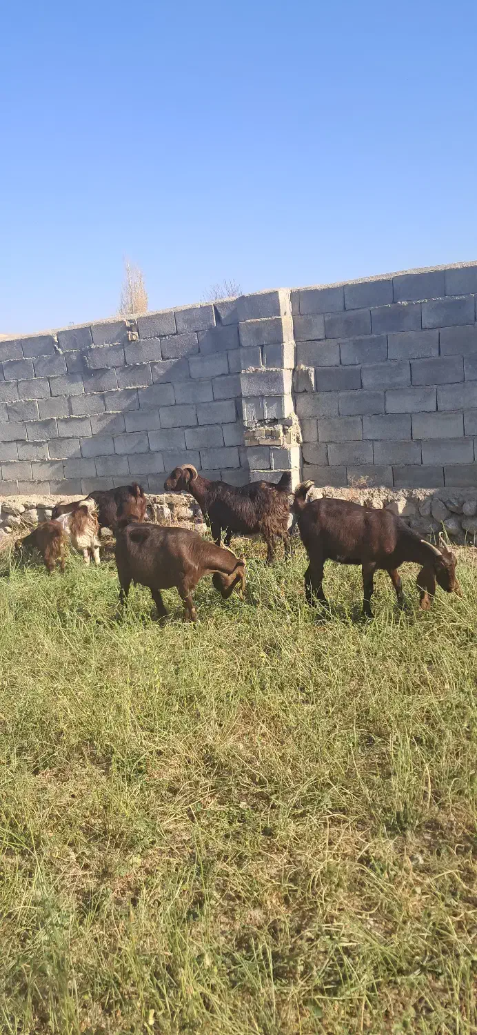 بزپاکستانی|حیوانات مزرعه|درگز, |دیوار