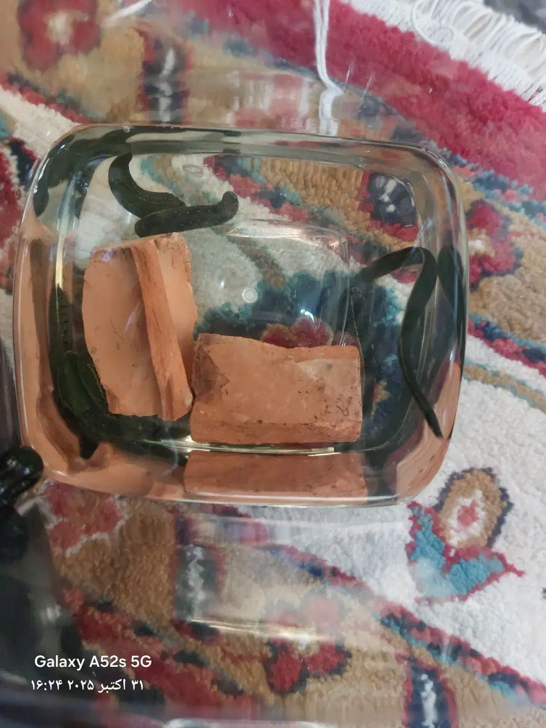 فروش زالو طبی عمده و خرده|آرایشی، بهداشتی، درمانی|اندیشه, اندیشه فاز ۱|دیوار