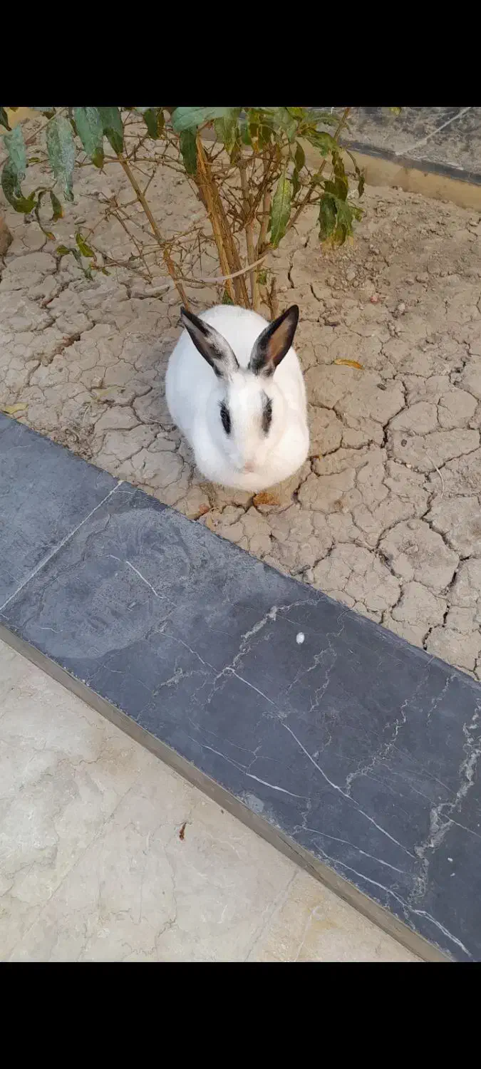 یک عدد خرگوش|موش و خرگوش|شاهین‌شهر, فیض|دیوار