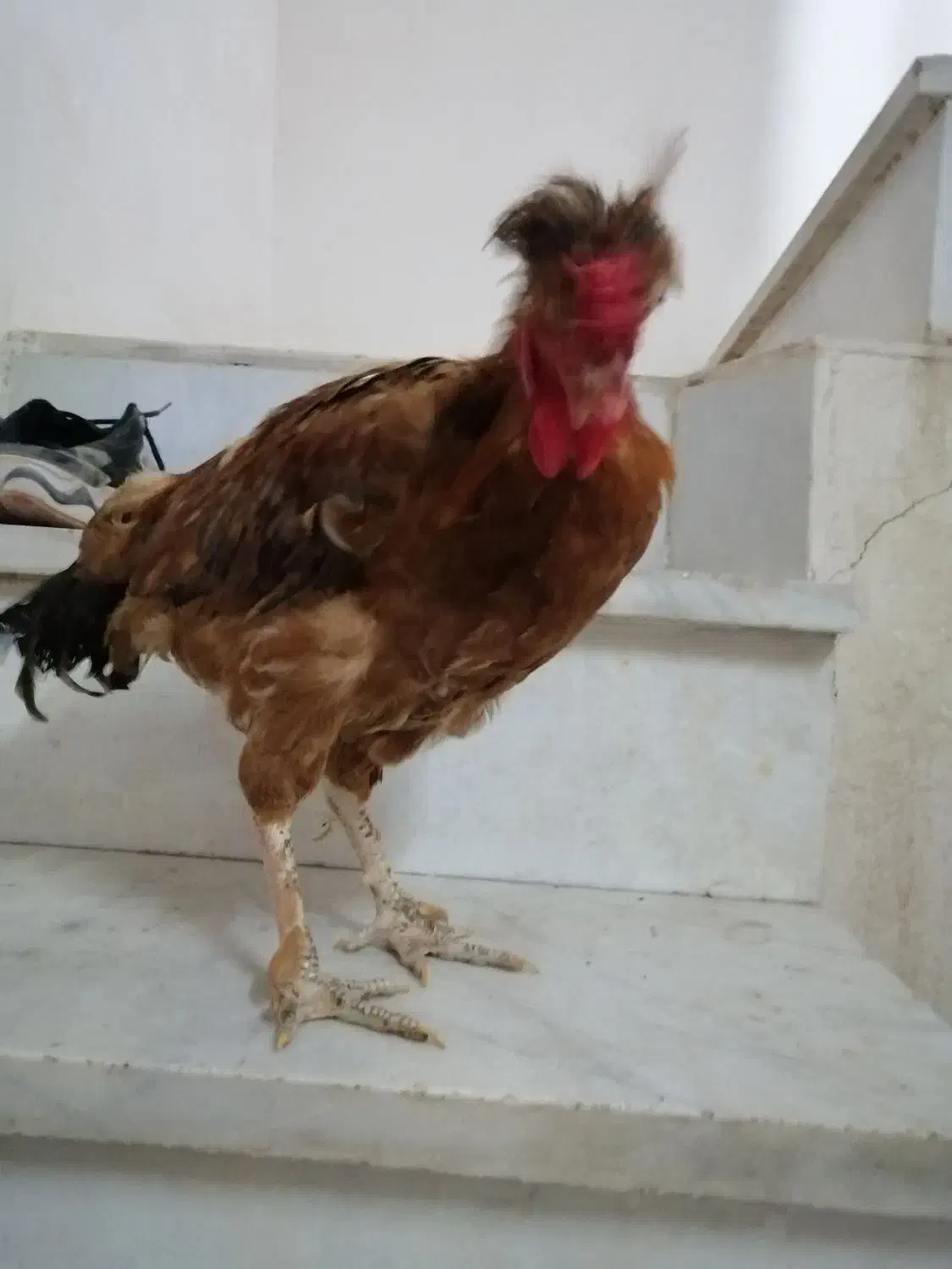 خروس جوانه قلدر|حیوانات مزرعه|کاشمر, |دیوار