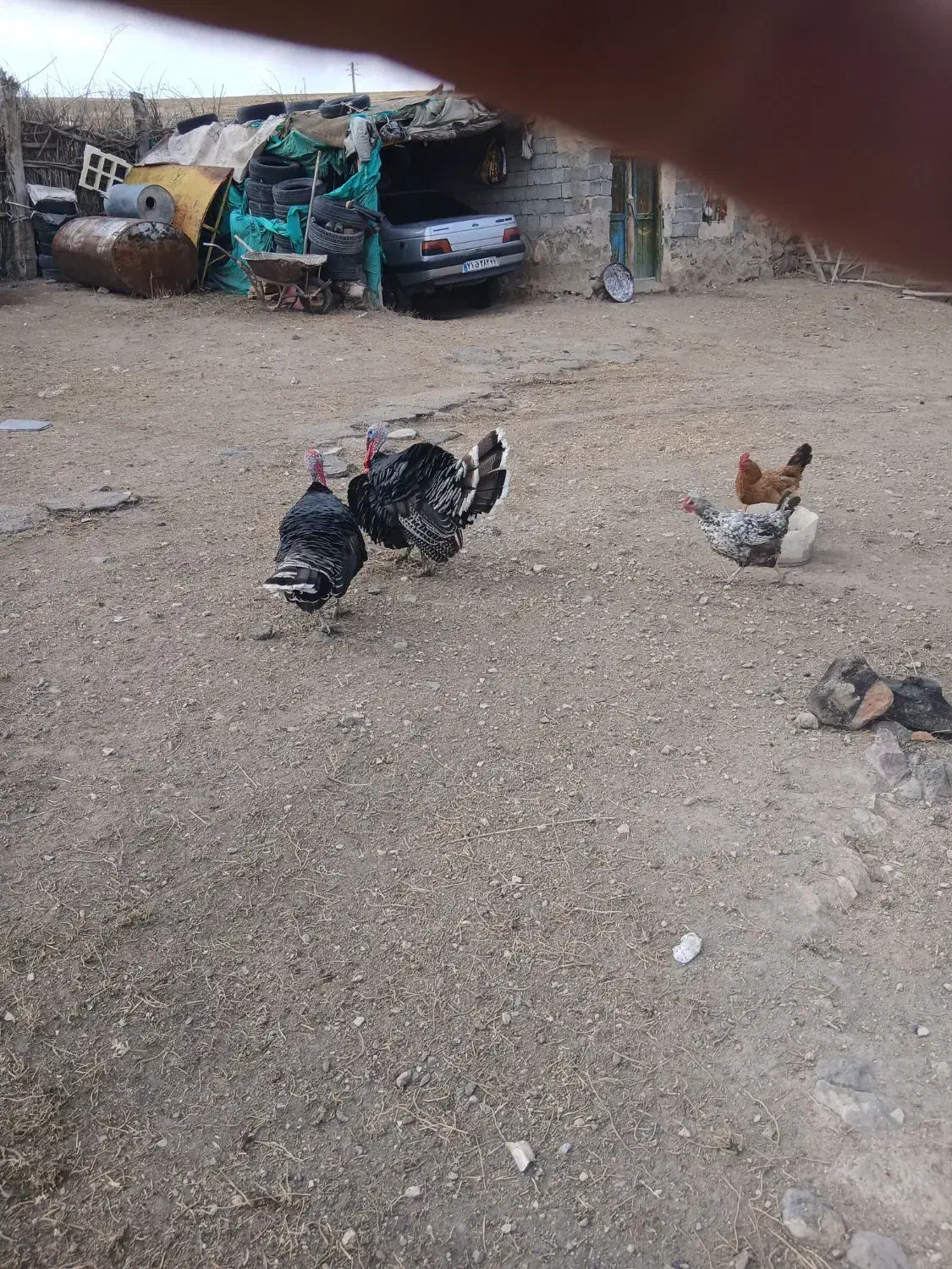 بوقلمون دو عدد چاقو وچله|حیوانات مزرعه|کوهسار (آذربایجان), |دیوار